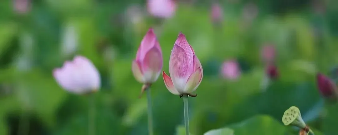 原创歌曲《如是》----韩颖心 接纳一切如其所是即是解脱