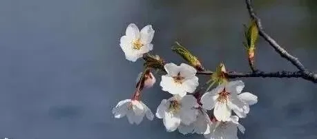 歌曲 | 你是人间四月天