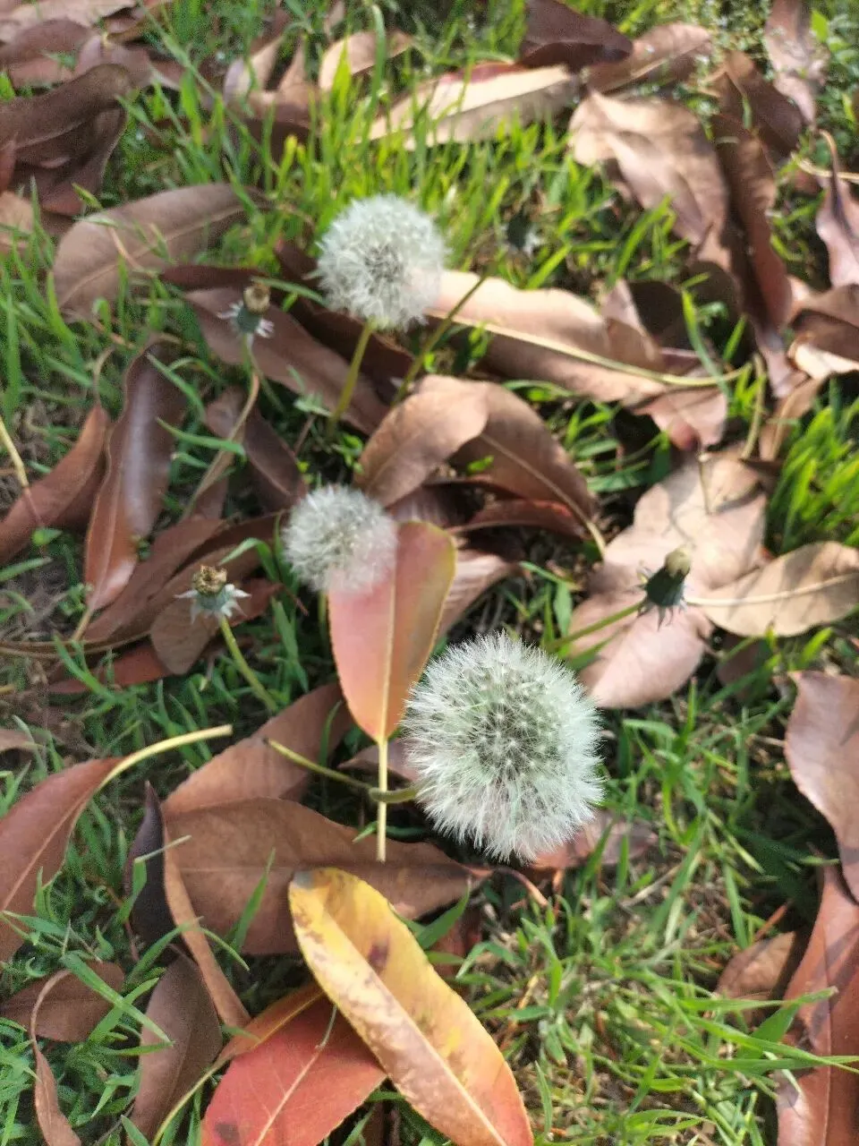 歌之咏之 | 春天,无非一场花事儿