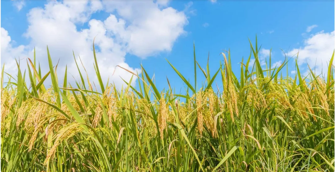 每天一首歌曲: 驼铃 刀郎