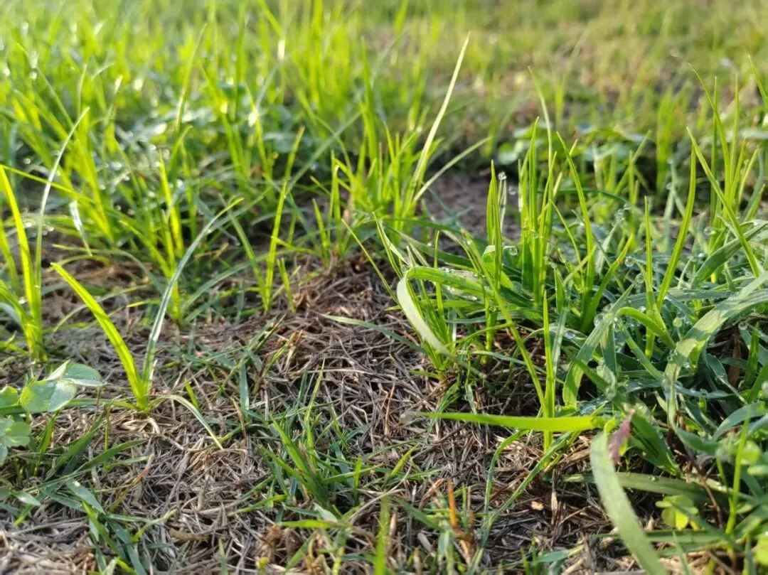 春雨初霁,鸟鸣如歌,人间好时节