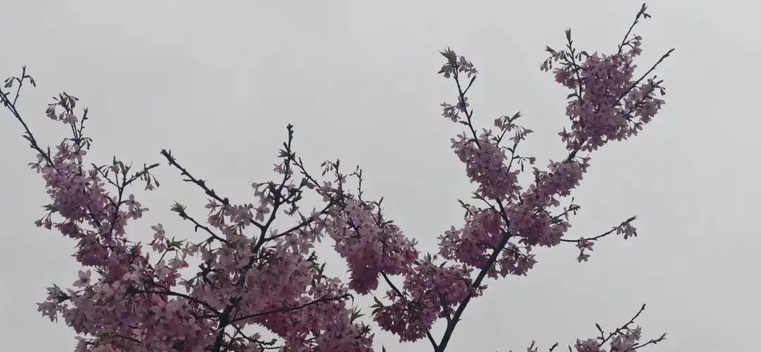 经典老歌||一曲邓丽君《小城故事》,想起我们再也回不去的小城时光