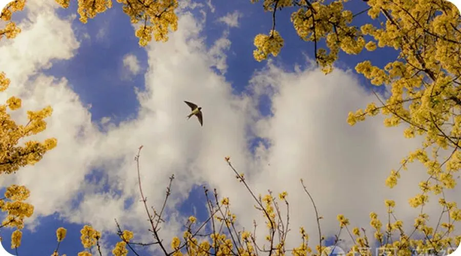 童声歌曲《寻找春天》