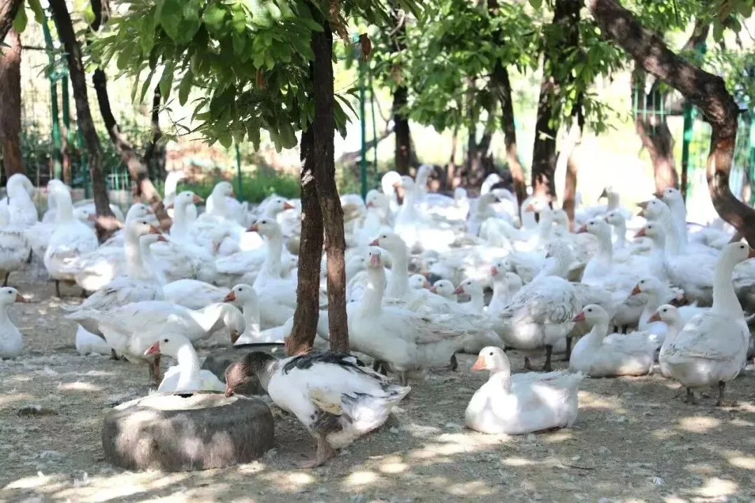 鹅,鹅,鹅,向天歌!看云南鸣丰鹅业如何“引吭高歌”,领跑“白色经济”