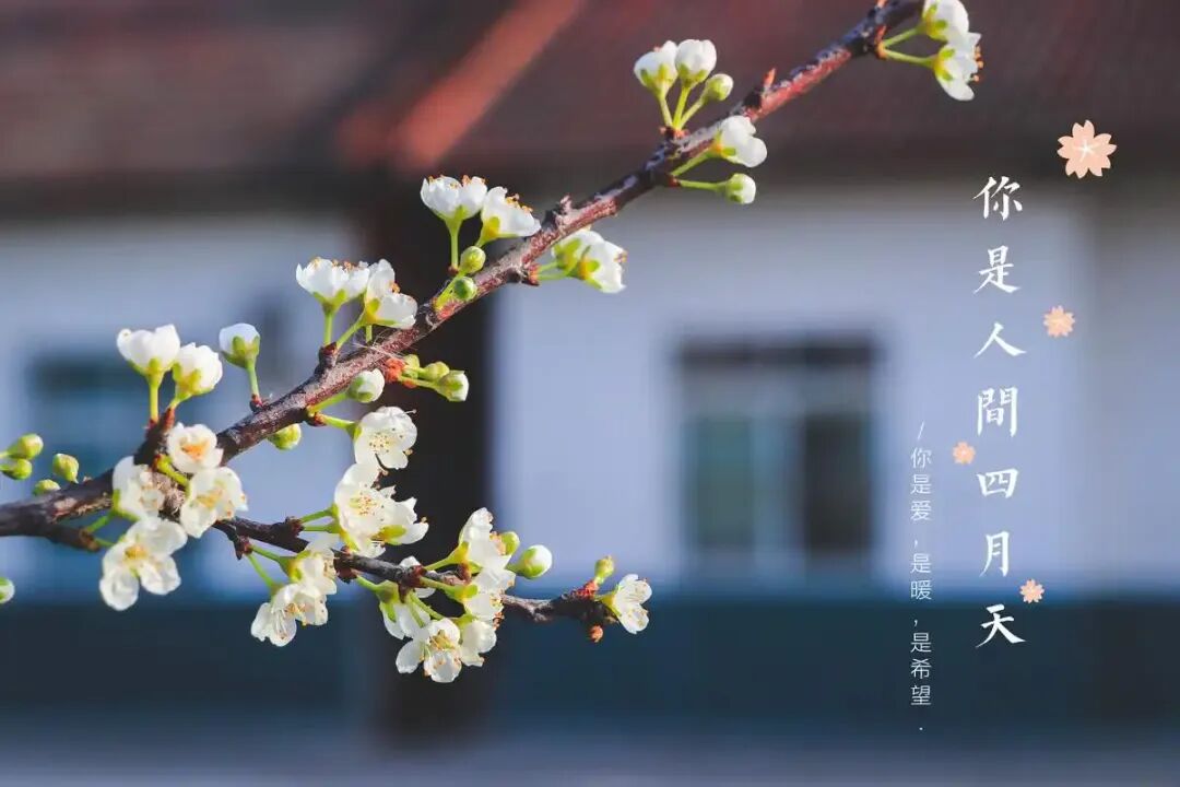 这是一首关于清明的歌