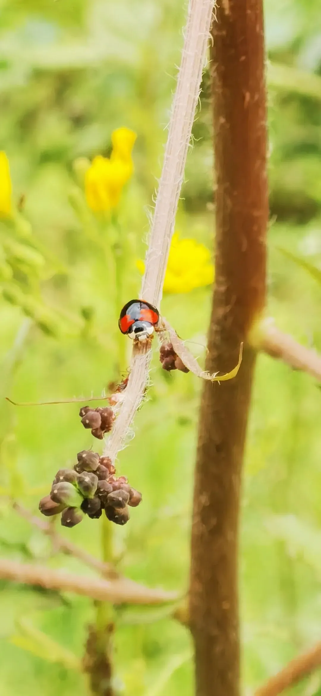 曾经有歌:如果我够努力