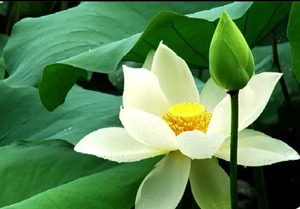 清明悼父,赋歌一首《泉水生》