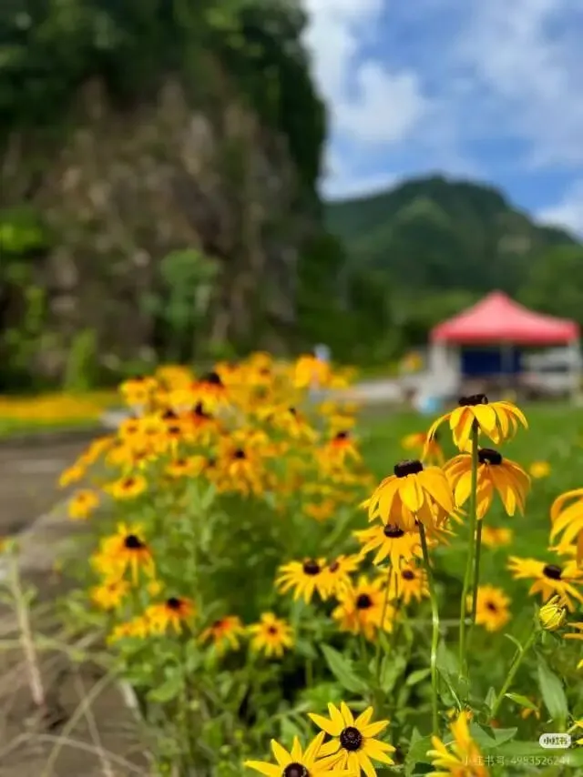世间万物皆有生命力—歌曲亦是
