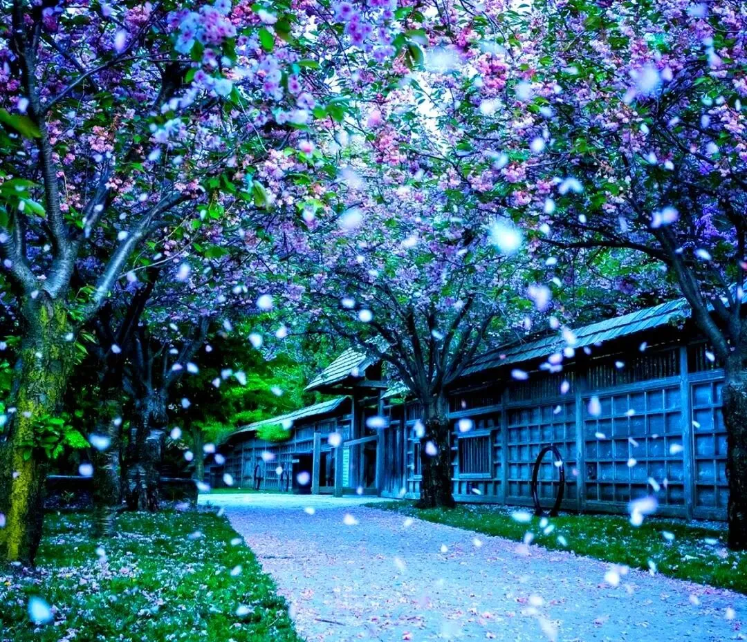 箫声如歌 如花意梦(箫与钢琴)