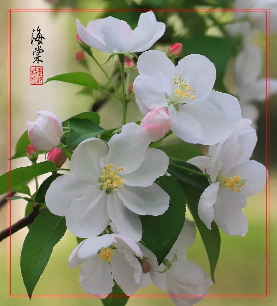 八下《茅屋为秋风所破歌》知识梳理