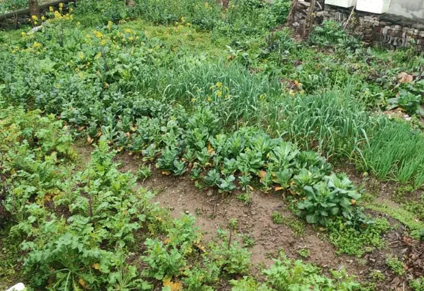 老歌日记-03《外婆的澎湖湾》长大后再听,满是遗憾与温柔