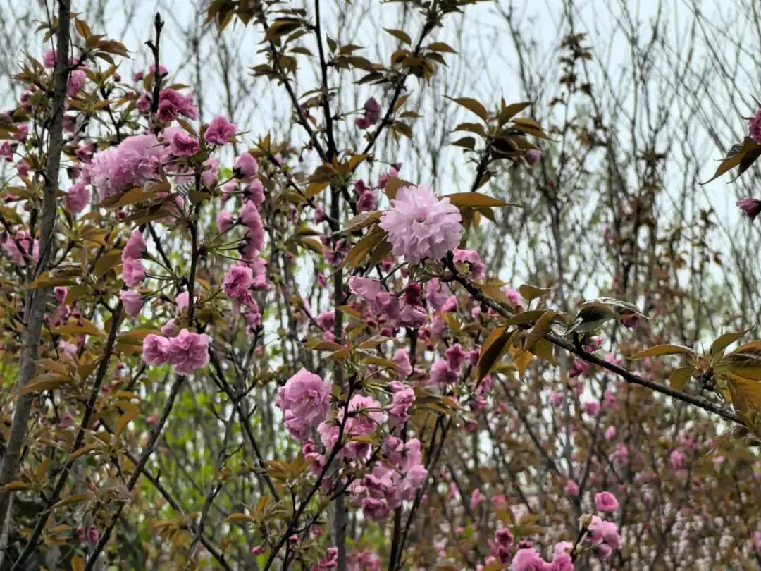一条河唤醒一座城的春天——歌曲《清明河畔春光美》的传播回响与乡土书写价值述评