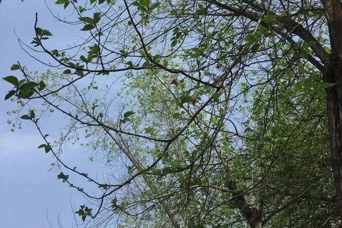 《最真的梦》——歌曲里的文学立意