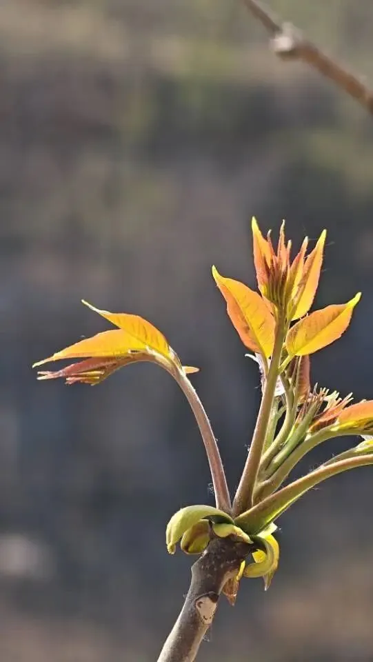 兄弟长歌 | 俯瞰椿芽点翠微