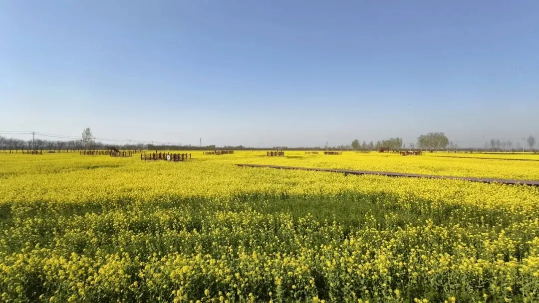 歌声颂家乡 花海绽芳华 | 衡水原创歌曲优秀作品展演将亮相安平杨屯万亩油菜花海