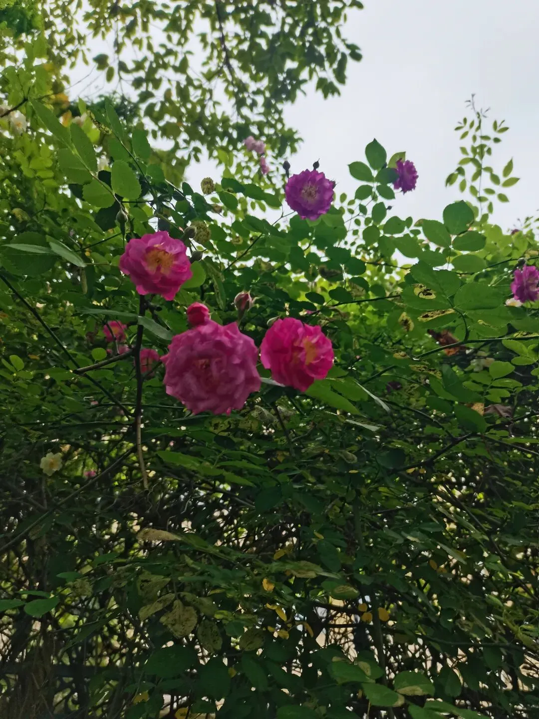 蔷薇多彩,歌随心动