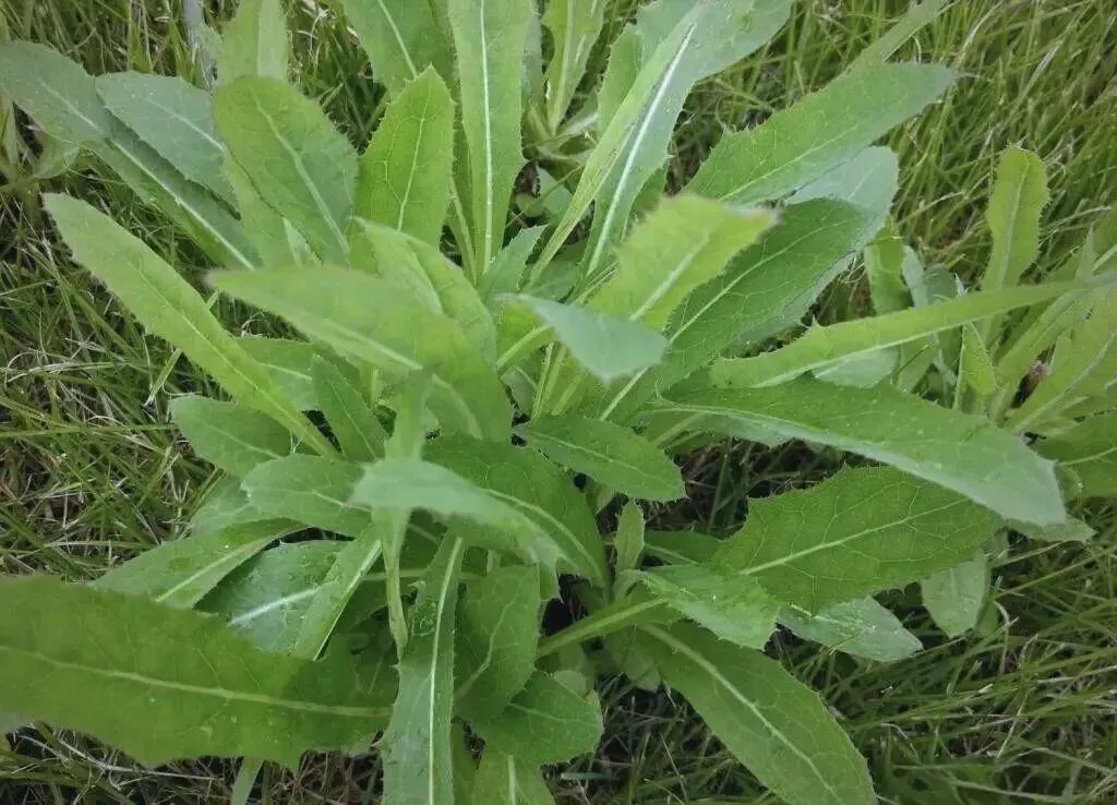 苦菜里的岁月长歌