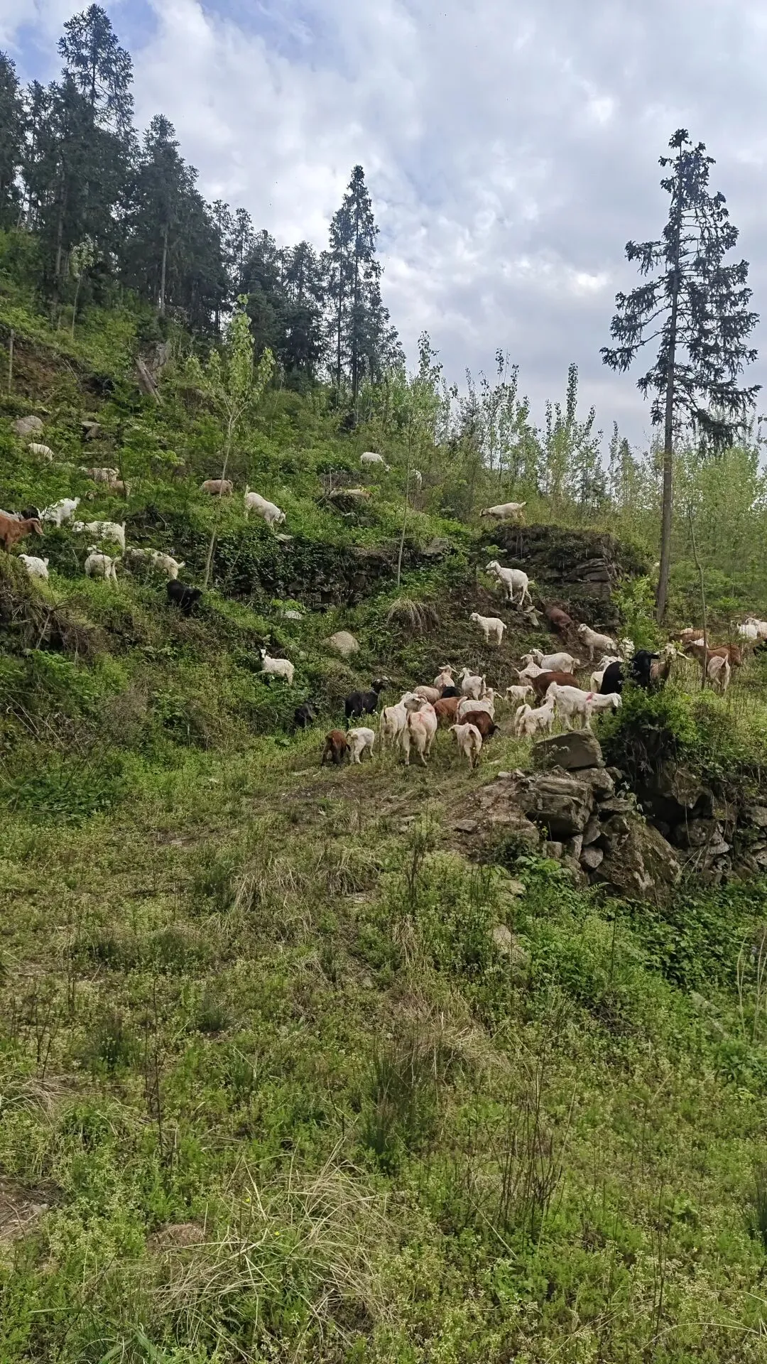 山风做伴,羊鸣为歌