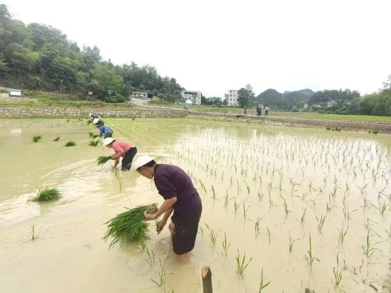 朗朗春色美悠悠(自创歌曲)