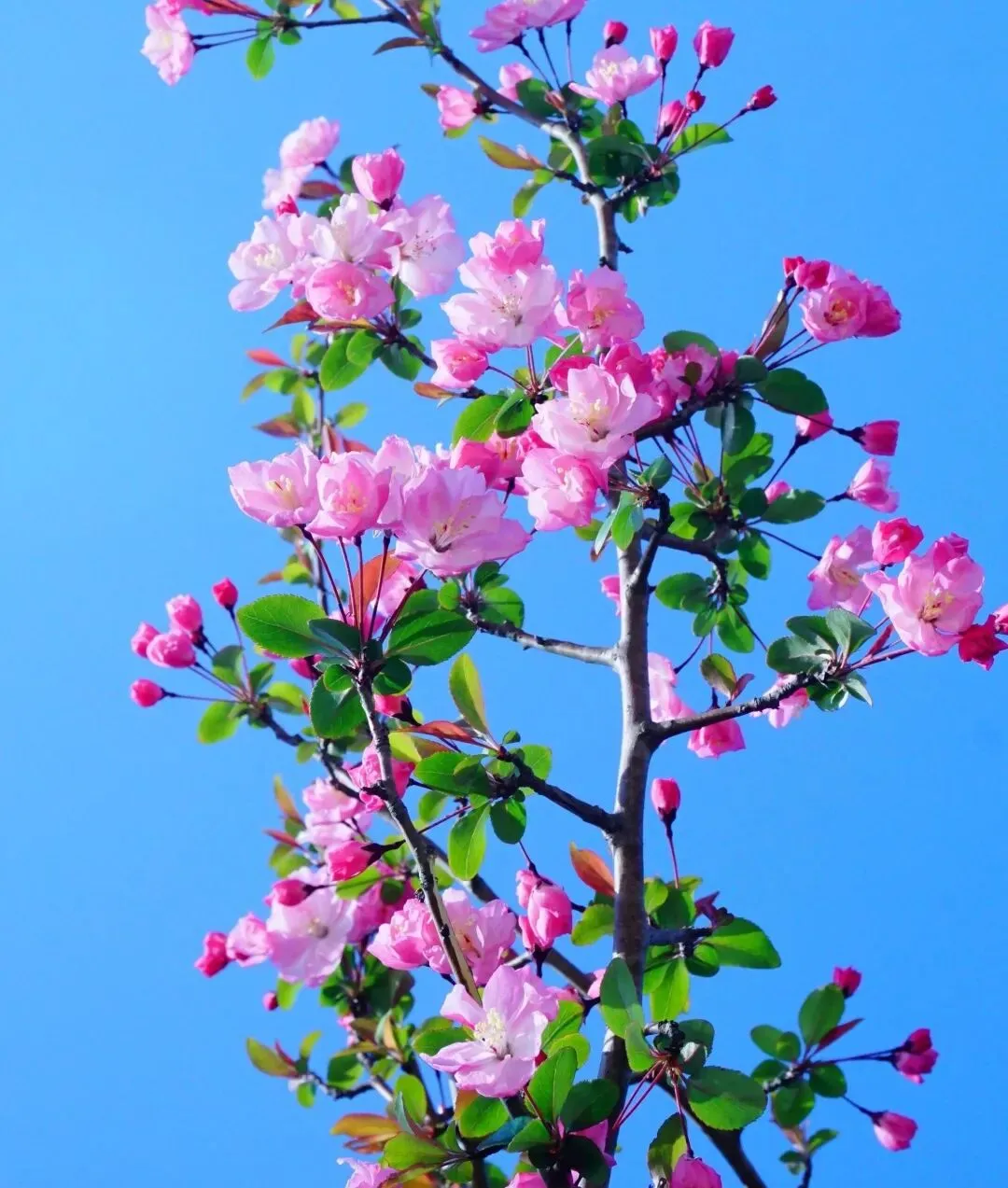 献给春天的歌(诗词五首)