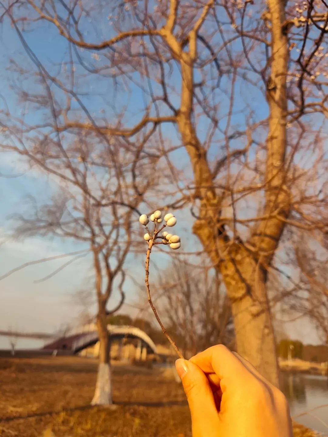 那些飘散在风中的歌儿
