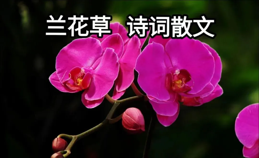 歌曲【承诺成伤】作者/蔡宝洪