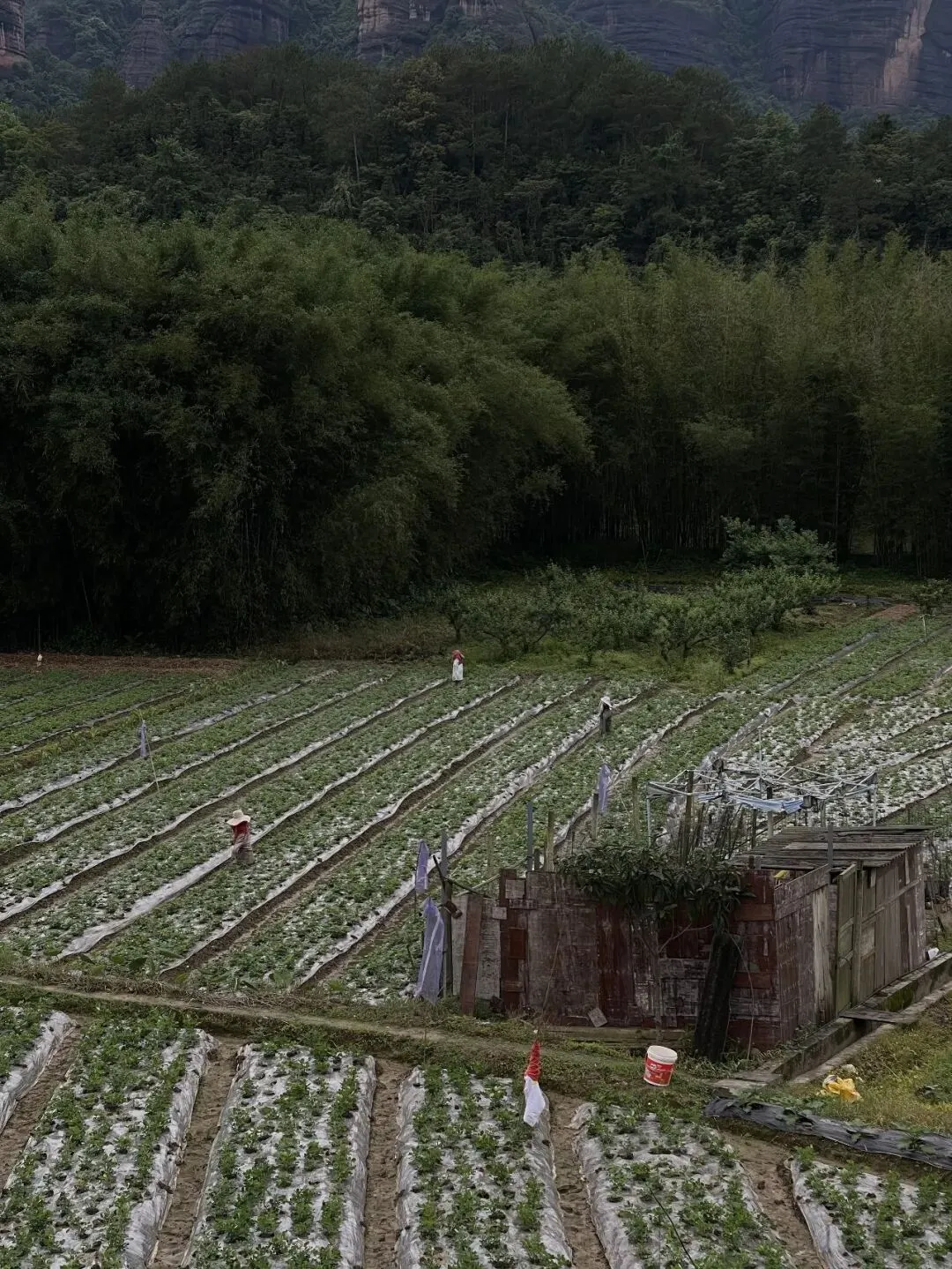 土地上(歌二首)