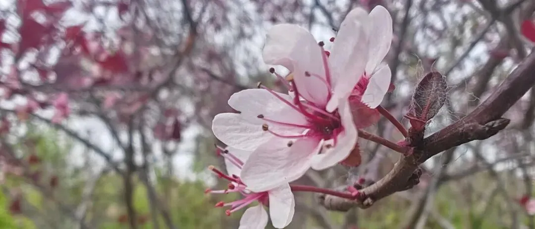 【分享歌曲】《赐伤》洋澜一