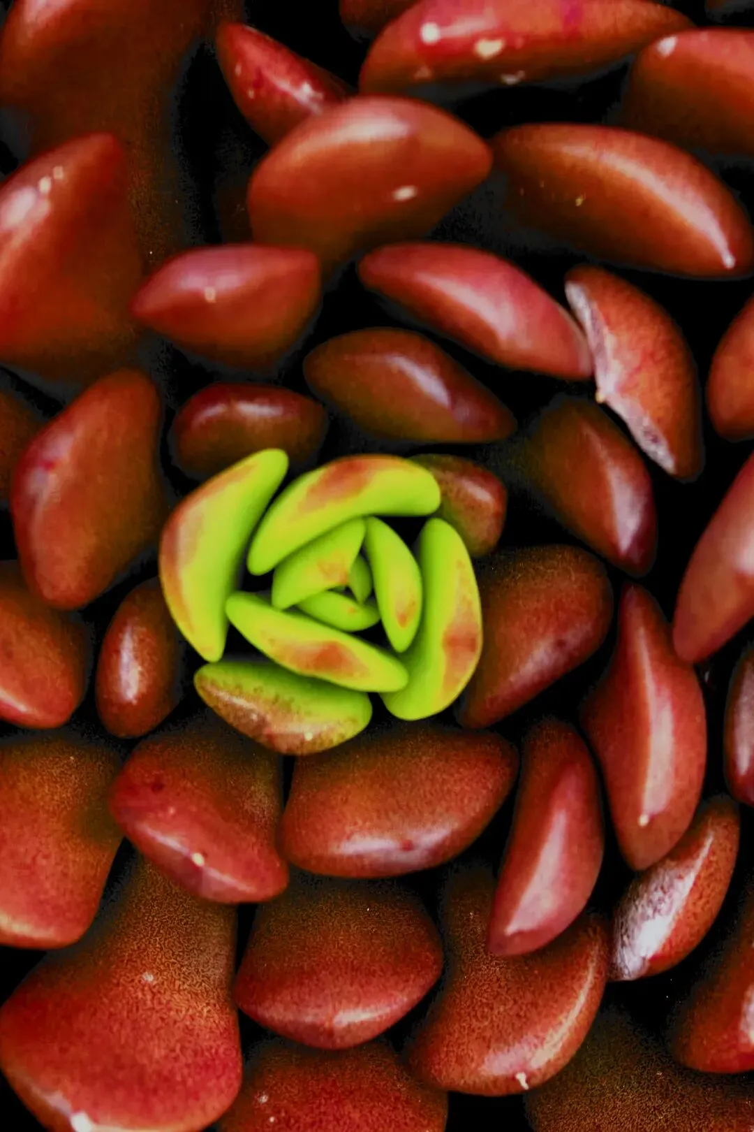 浠水原创歌曲:弥陀寺的多肉莲( 摄影 / 作诗 / 配曲:浠水曾欣)