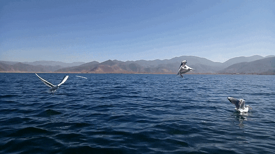 【歌曲欣赏】 心中的旗帜 作词// 诗墨(海燕)