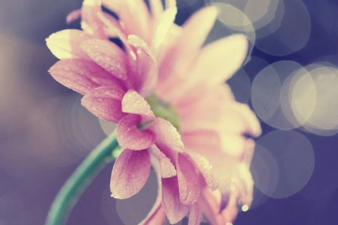 火爆力推:白凤鸣白倾歌《穿越后我辅君摄政,建设和平王朝》(免费结局)全章读