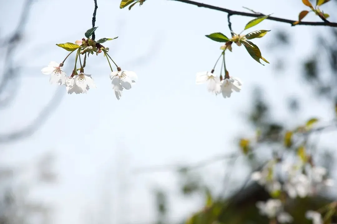 福建省建瓯市东游镇安国寺畲族原创歌曲首发,畲族三碗敬