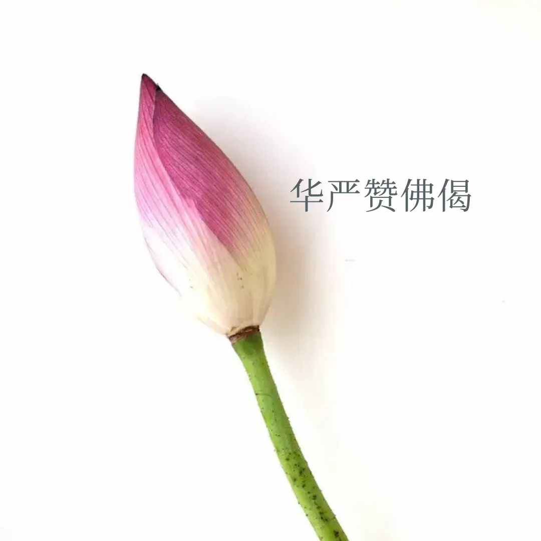 闻喜之歌 | 《华严赞佛偈》