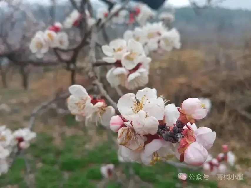 《春风风吹开花瓣瓣》歌曲创作于2023年3月