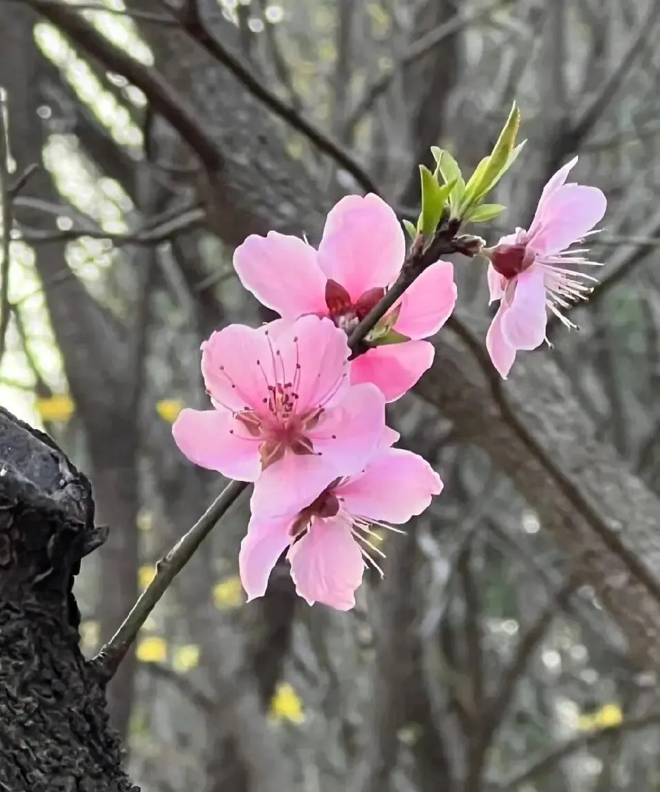 憨山大师证道歌