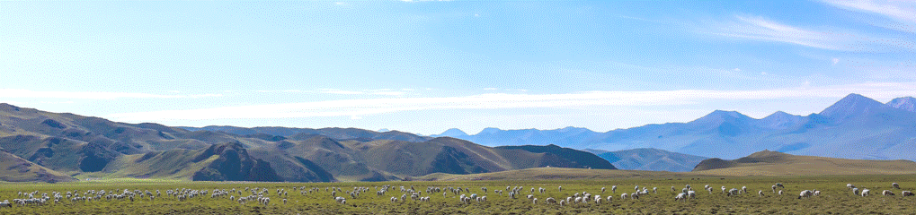 歌曲演唱│方向盘的黎明——致公交驾驶员│词曲:成芳芳