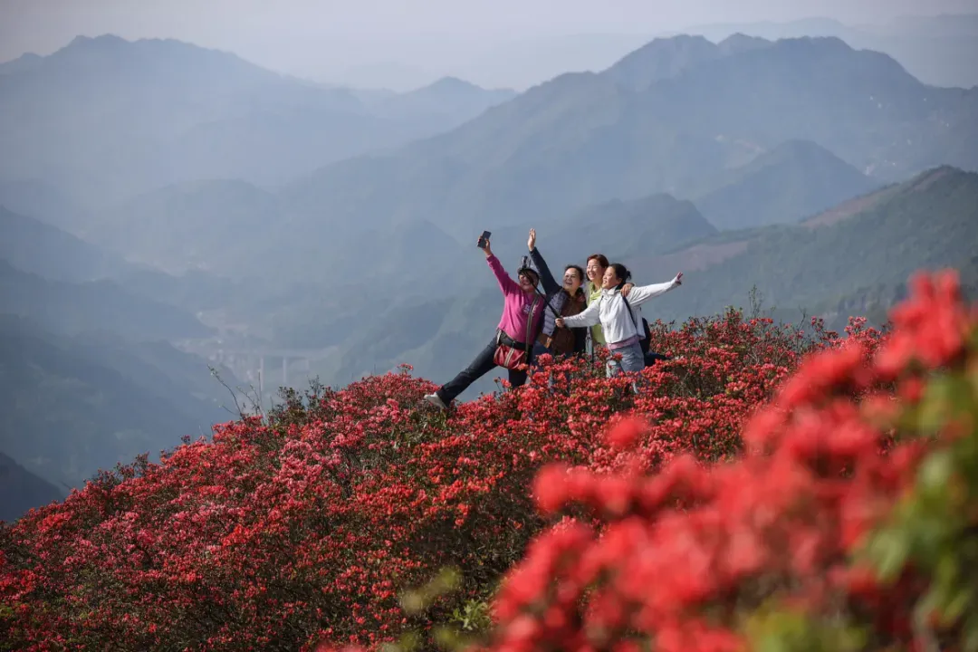 云上丹寨·寨歌寨舞 | 漫山杜鹃燃丹寨,非遗烟火赴春约