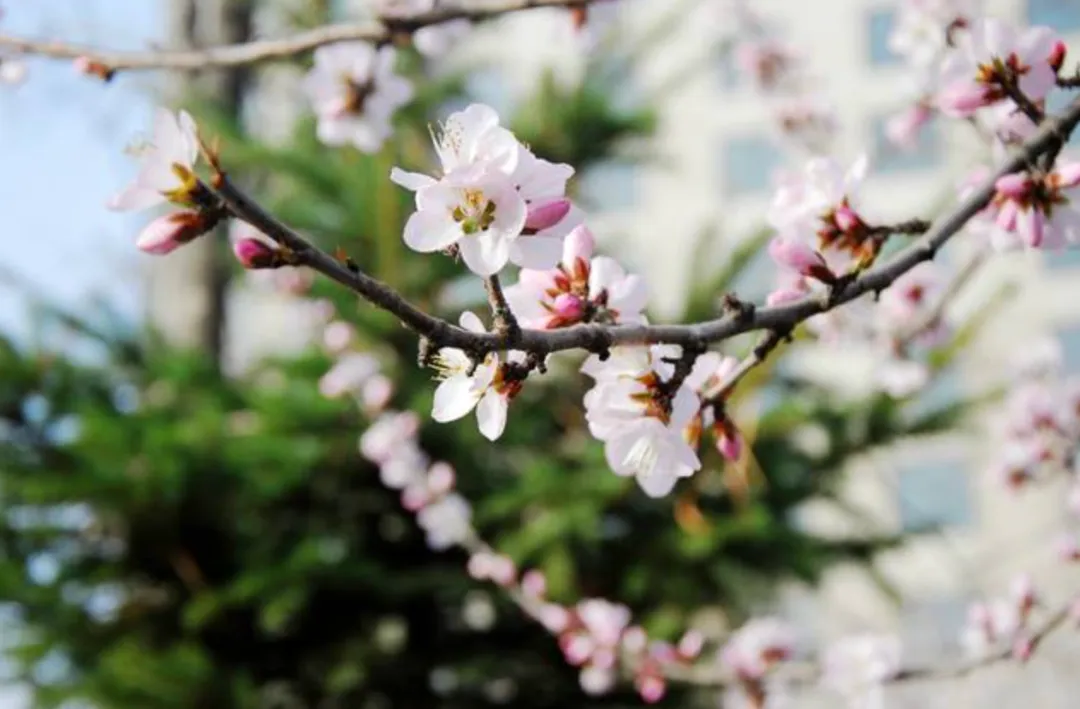 鸟歌花舞太守醉,明日酒醒春已归︱古诗欣赏360