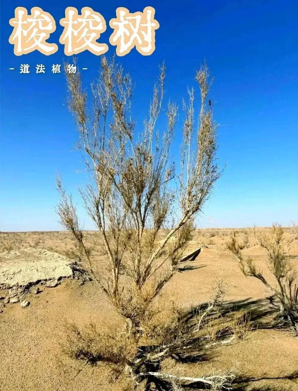 【歌曲】梭梭树/作词 曹养武