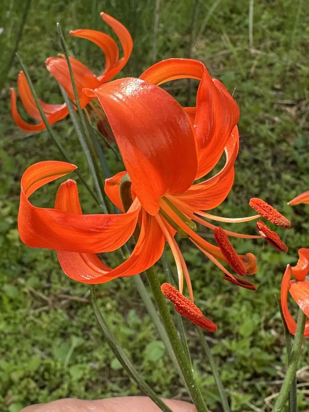 黄土高原上不老的歌:山丹丹的回响!