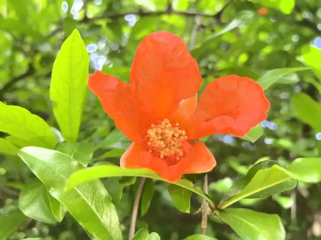 青春如火,岁月如歌