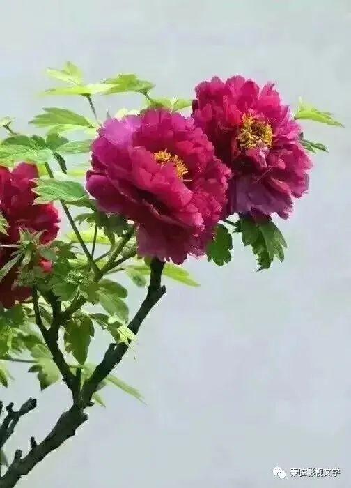 白水秦腔、歌曲