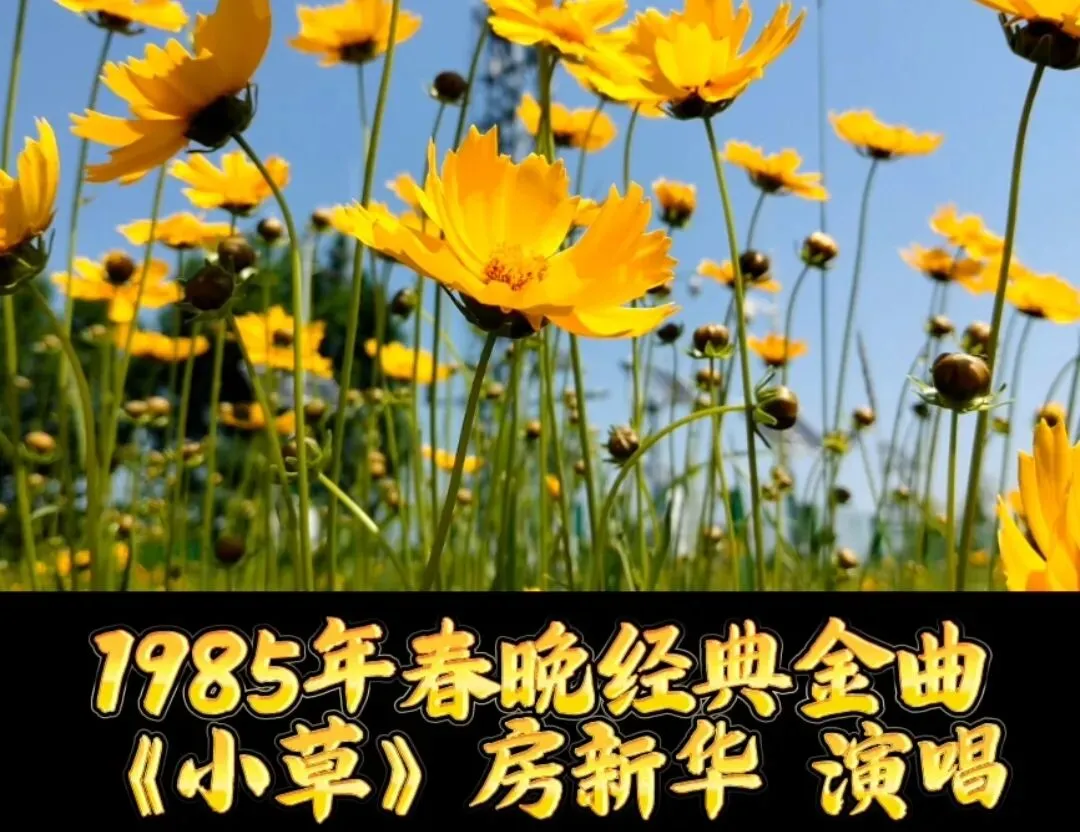 1985年春晚经典老歌《小草》,房新华深情演唱,80年代红遍大江南北,越听越有味道