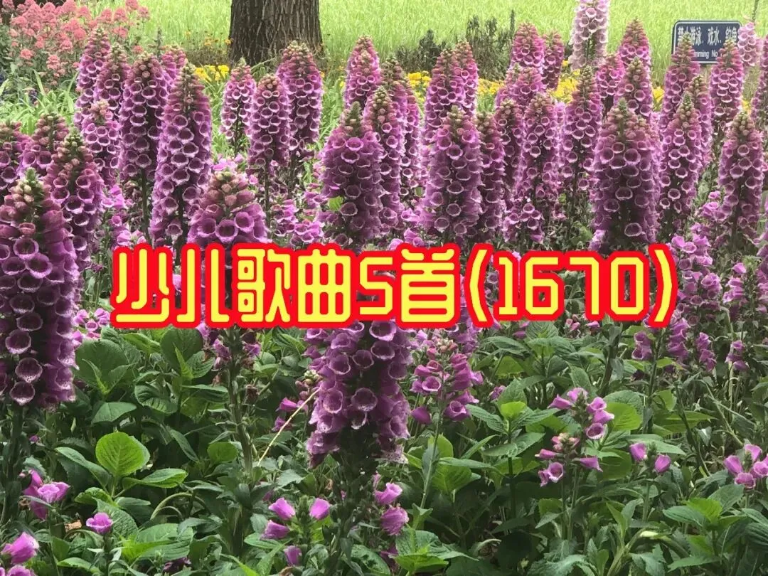 少儿歌曲5首(1670)