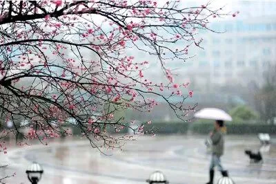 吴印顺 | 水调歌头·望春雨