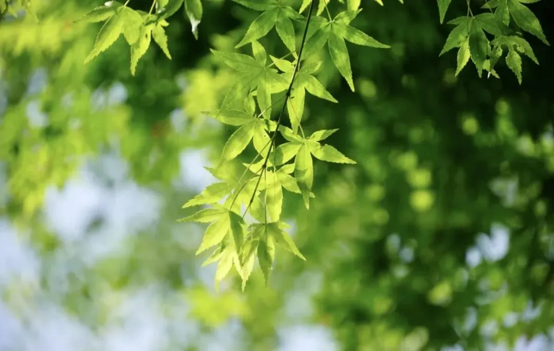 暖风入夏,草木成歌