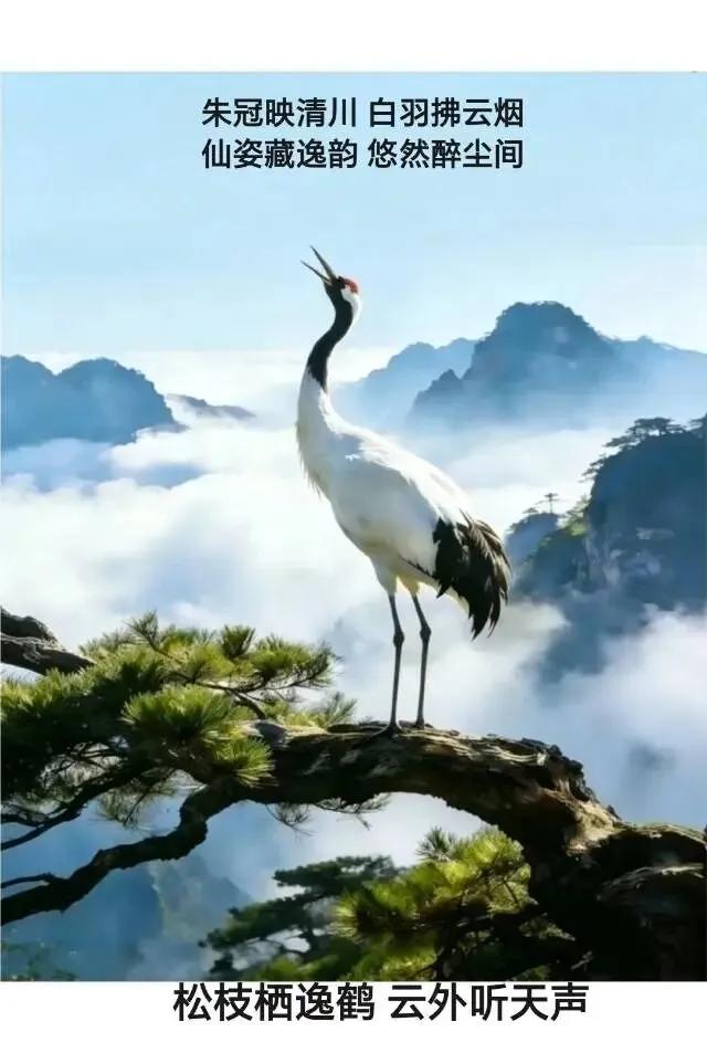 #松枝上的云端歌者