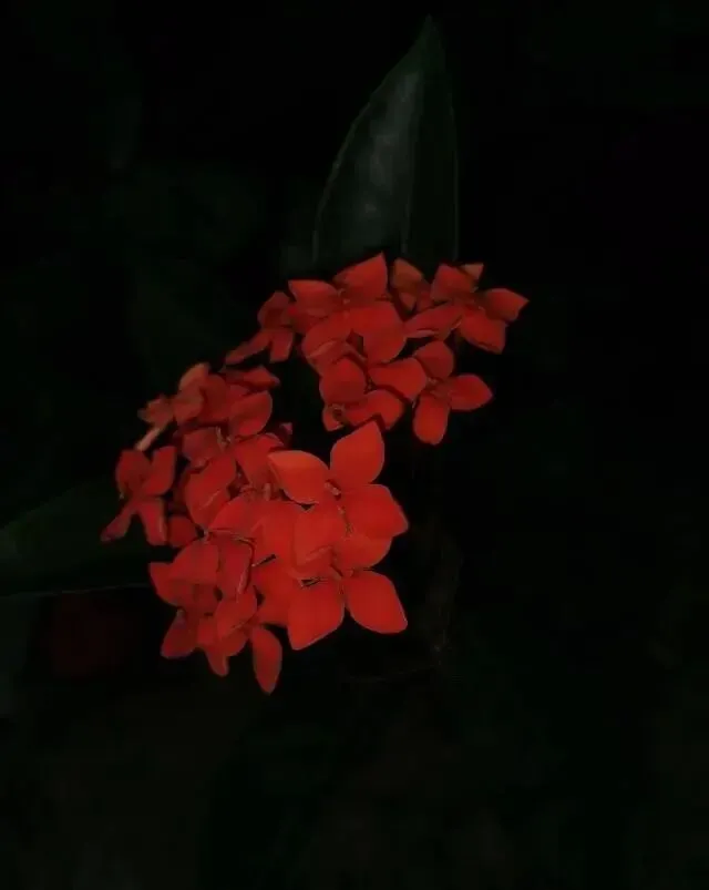 优雅的歌(42):轻盈的风
