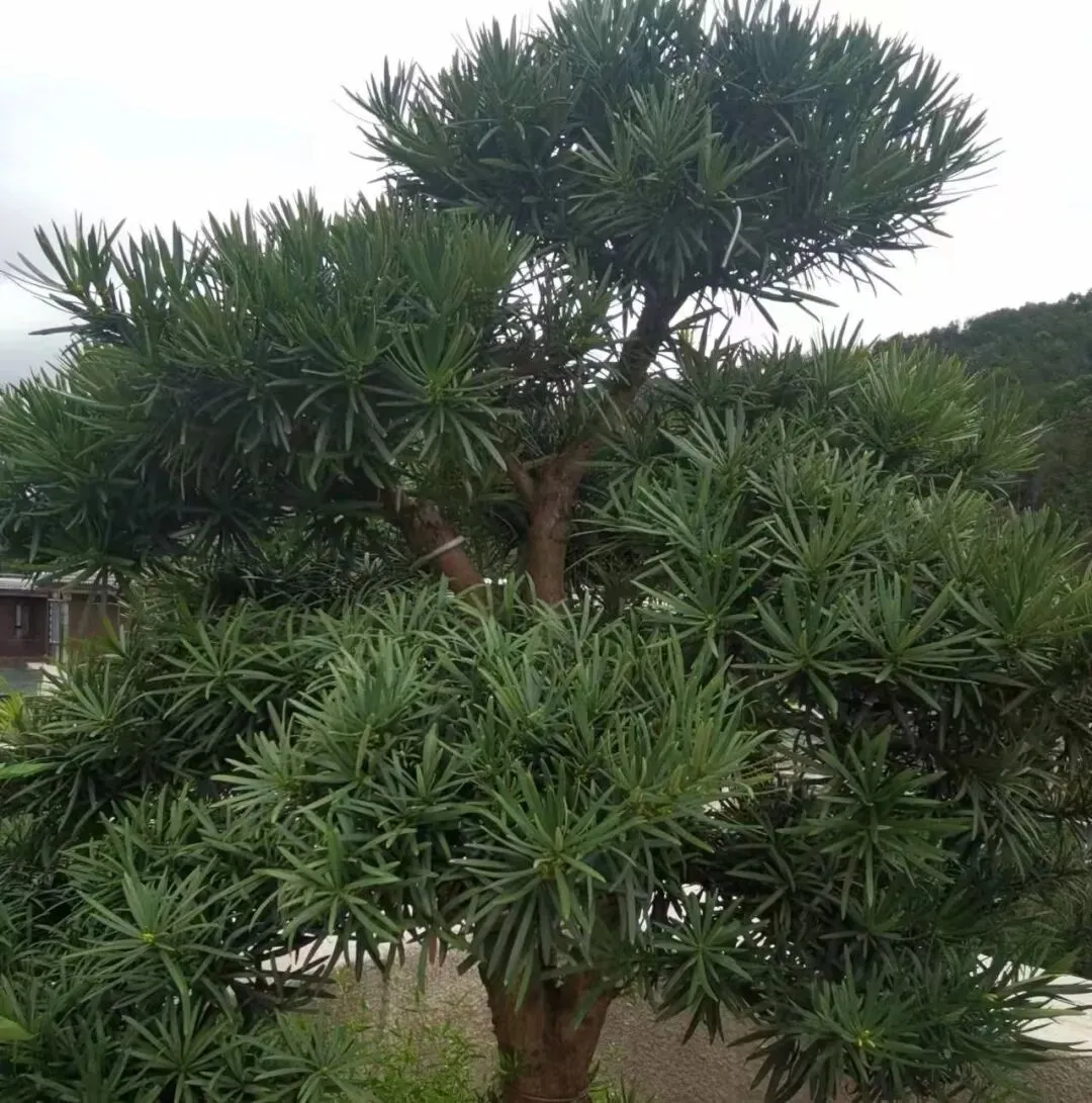 熊国太AI歌曲唱片第六辑:《生命写意》(十首)