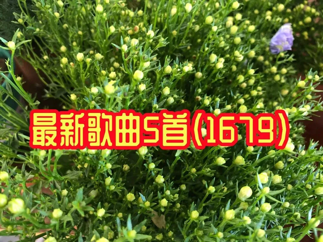 最新歌曲5首(1679)
